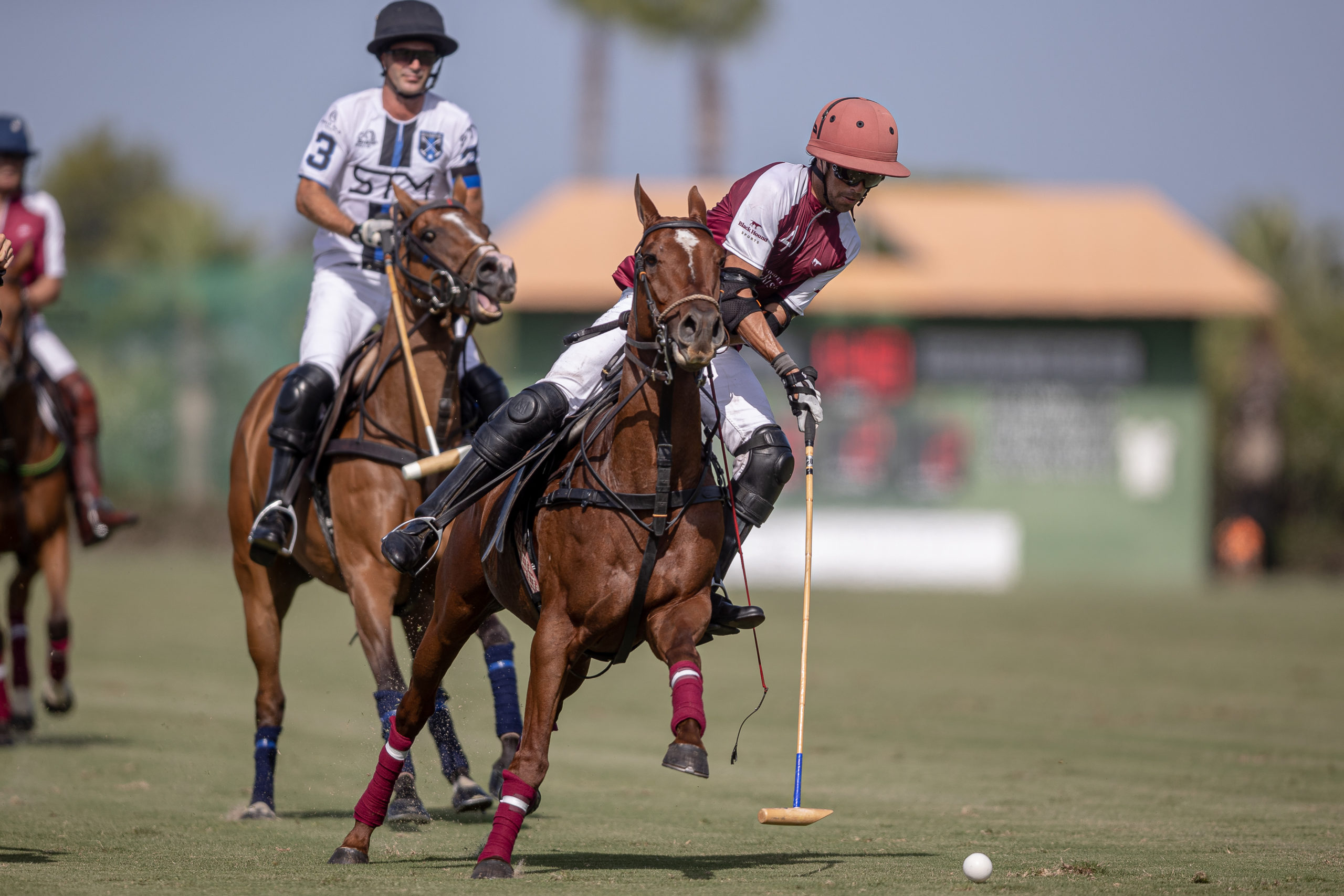 Black top hound polo