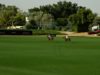 Emaar Polo Cup 2025 – Am Polo vs Lamar Polo – Highlights