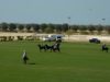 Emirates Polo Championship Semifinal 2025 – AM Polo vs Abu Dhabi – Highlights